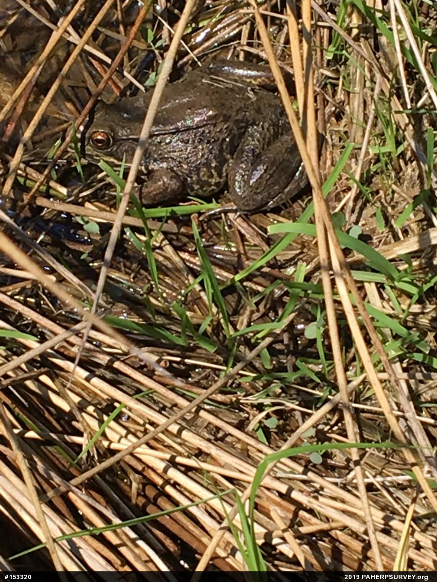 Green Frog