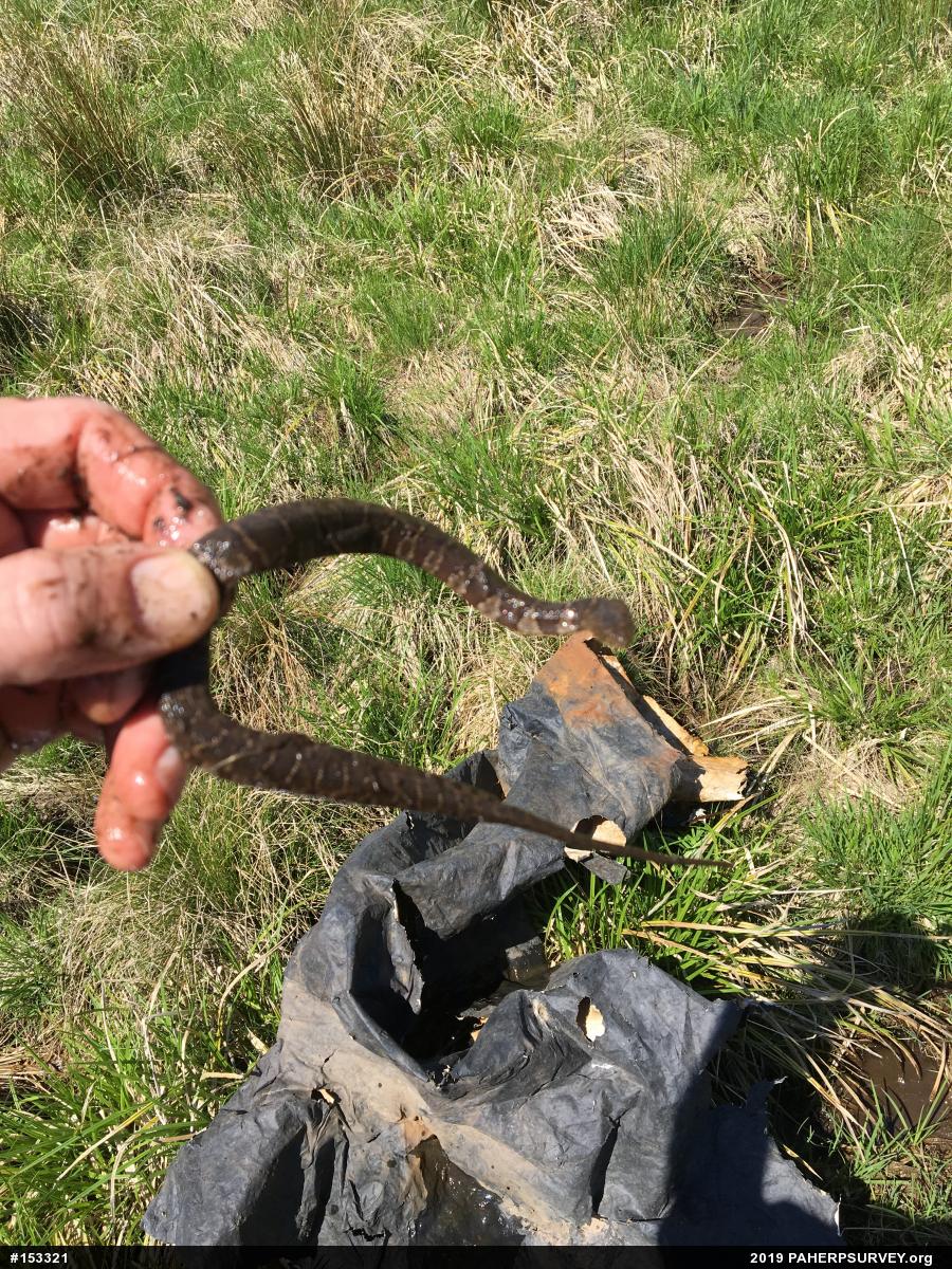 Northern Watersnake