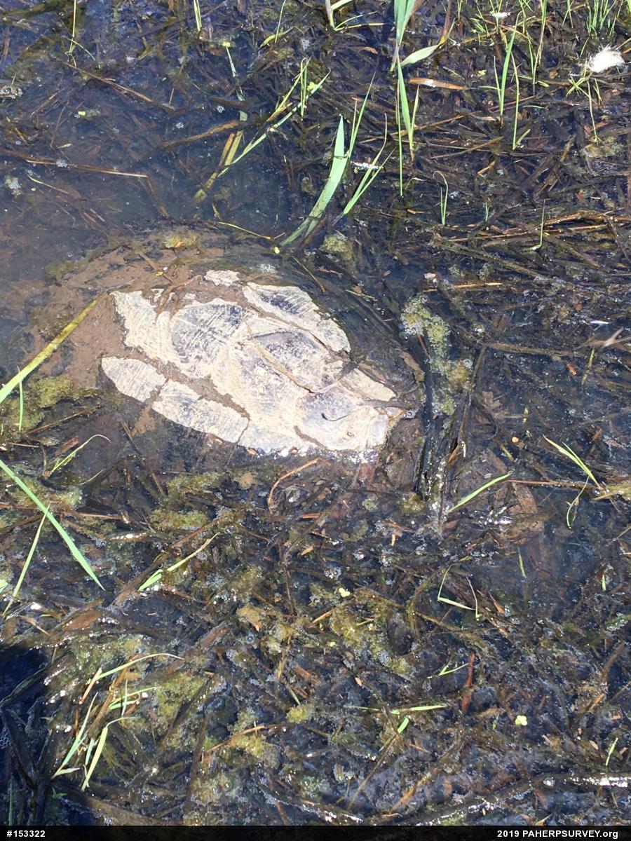 Snapping Turtle