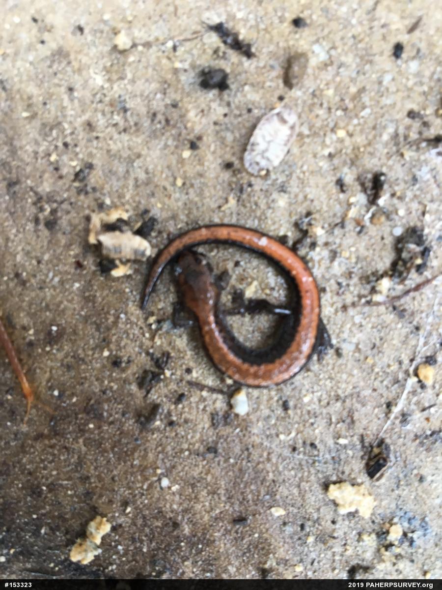 Eastern Red-backed  Salamander