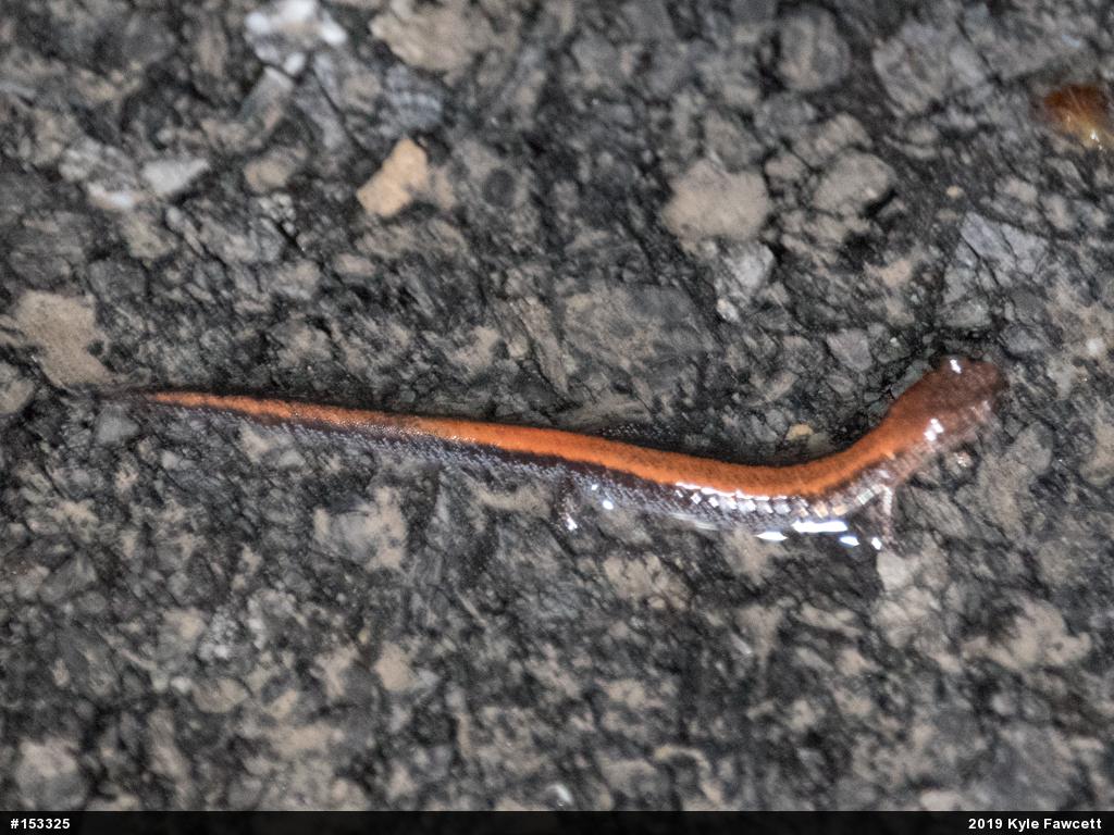 Eastern Red-backed  Salamander