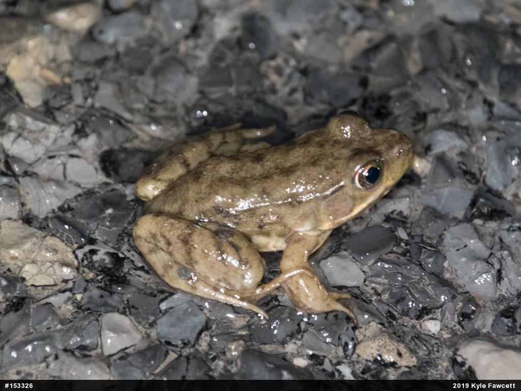 Green Frog