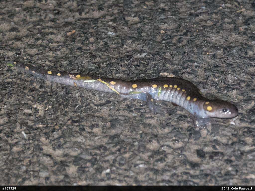 Spotted Salamander