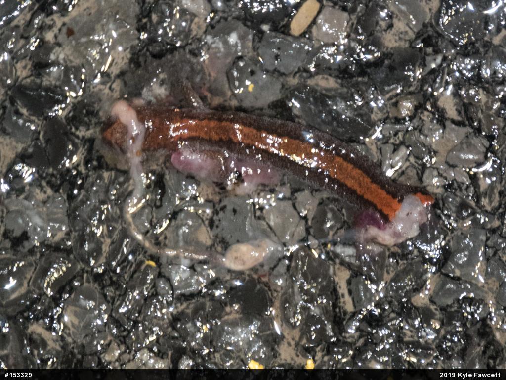 Eastern Red-backed  Salamander