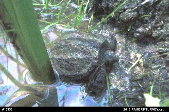 Snapping Turtle