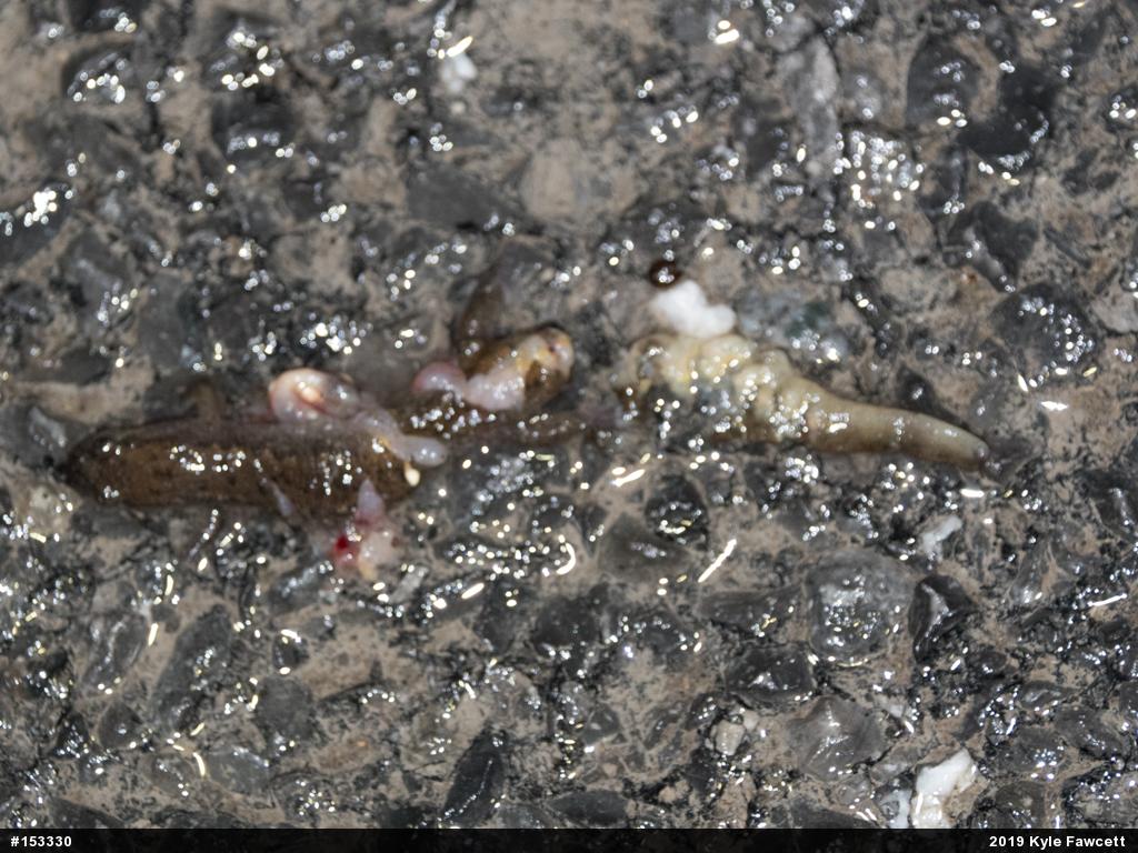 Northern Dusky Salamander