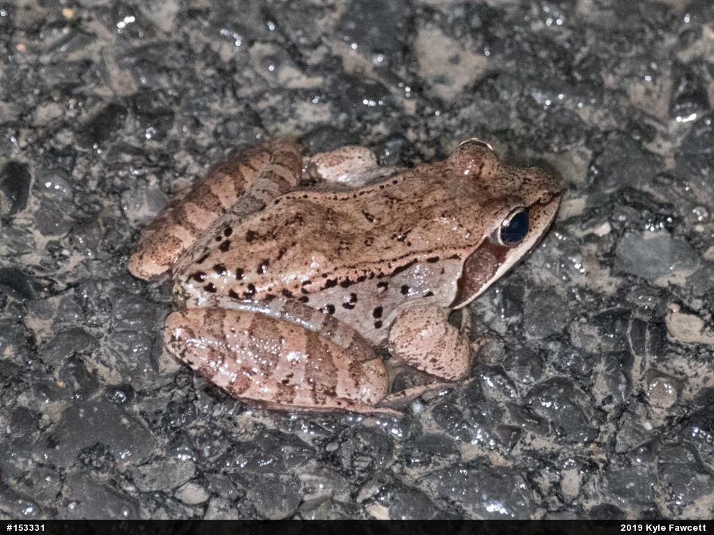 Wood Frog