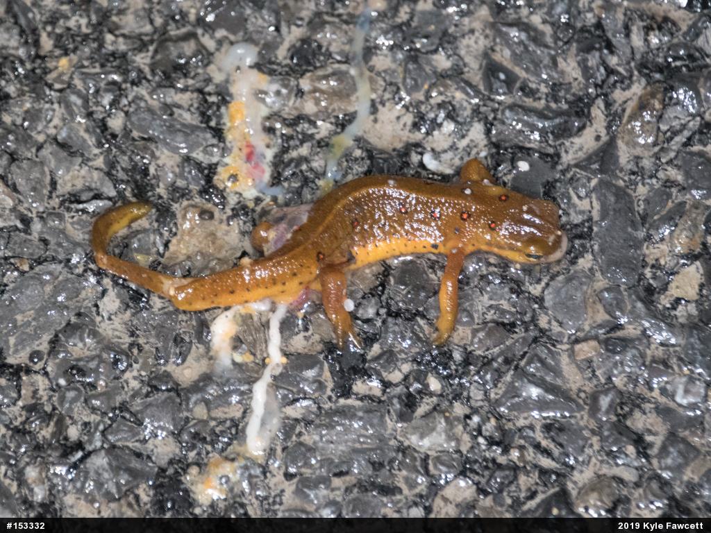 Red-spotted Newt