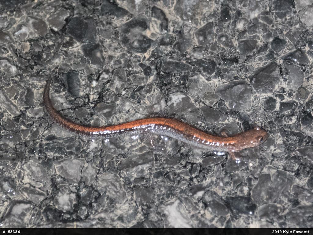 Eastern Red-backed  Salamander