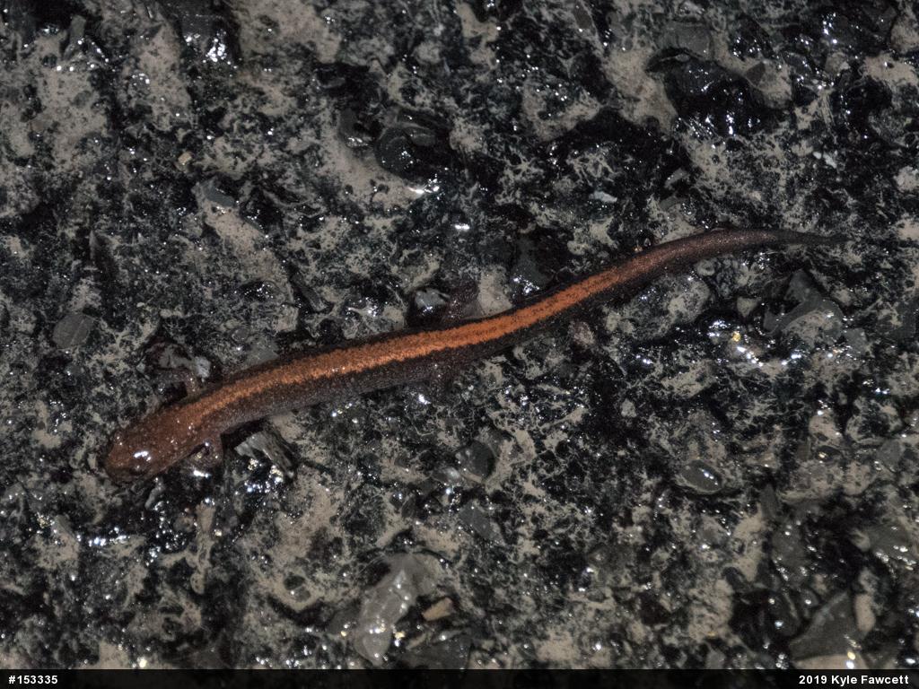 Eastern Red-backed  Salamander