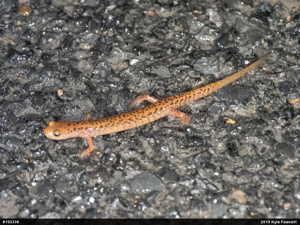 Eastern Long-tailed Salamander