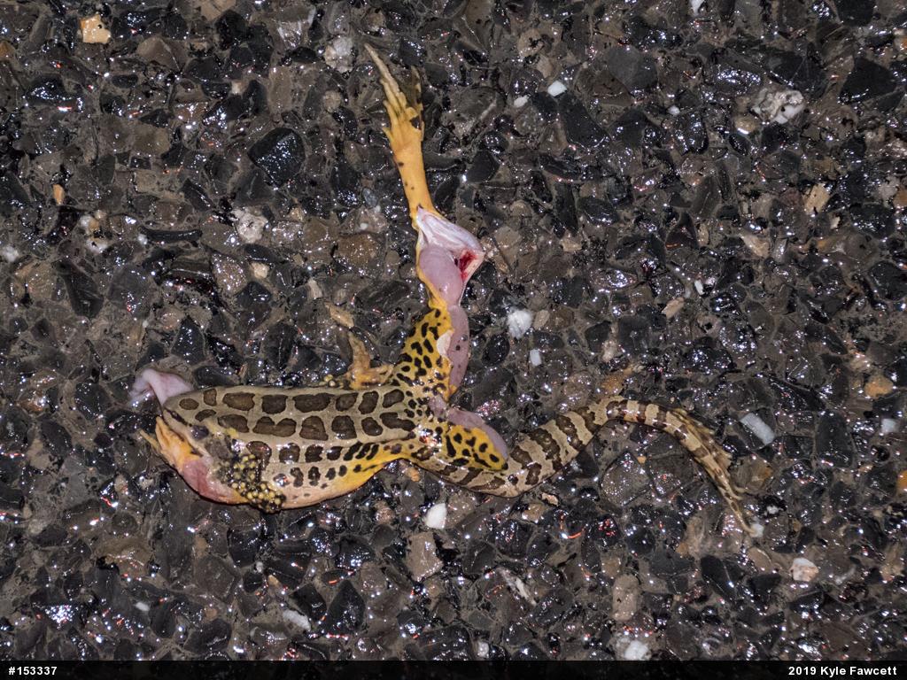 Pickerel Frog