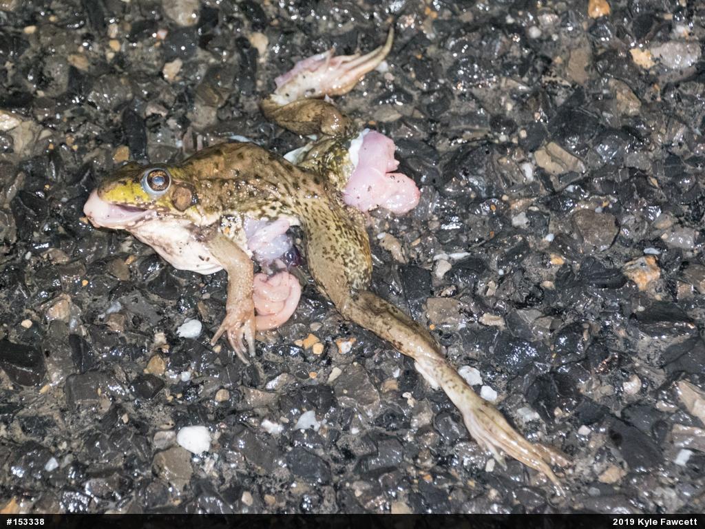 Green Frog
