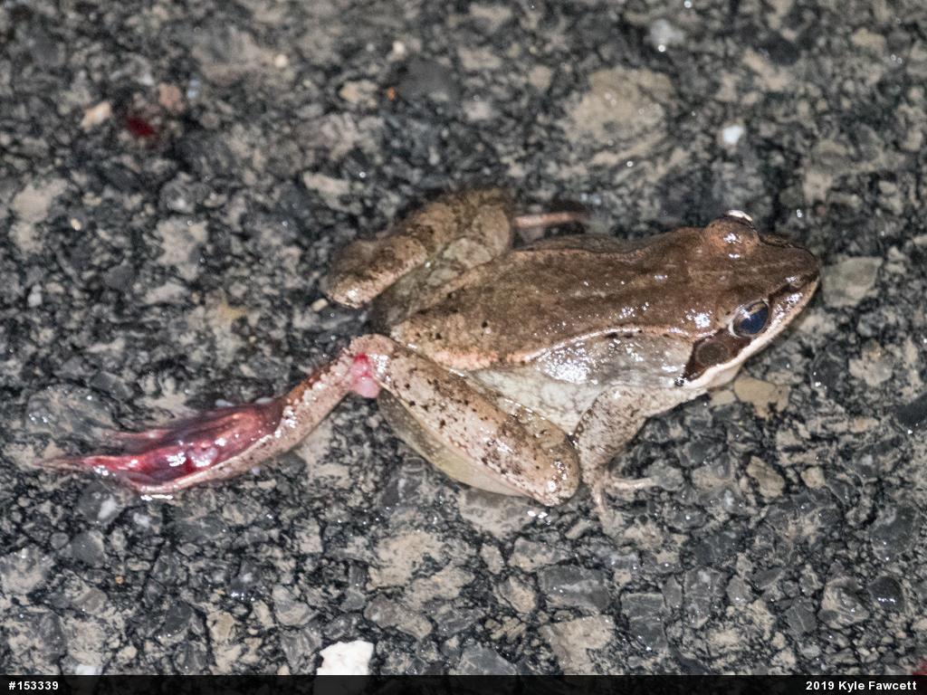 Wood Frog