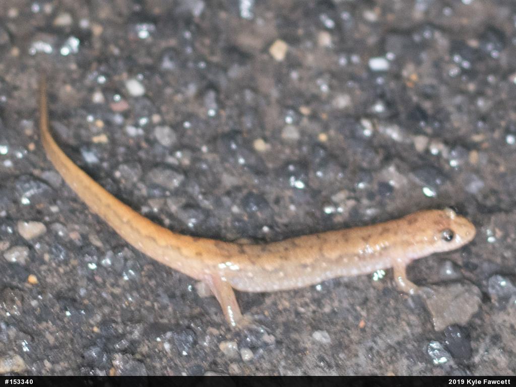 Northern Dusky Salamander