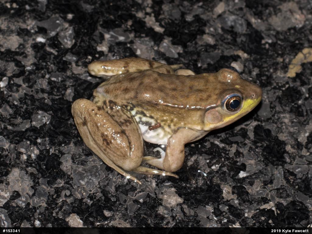 Green Frog