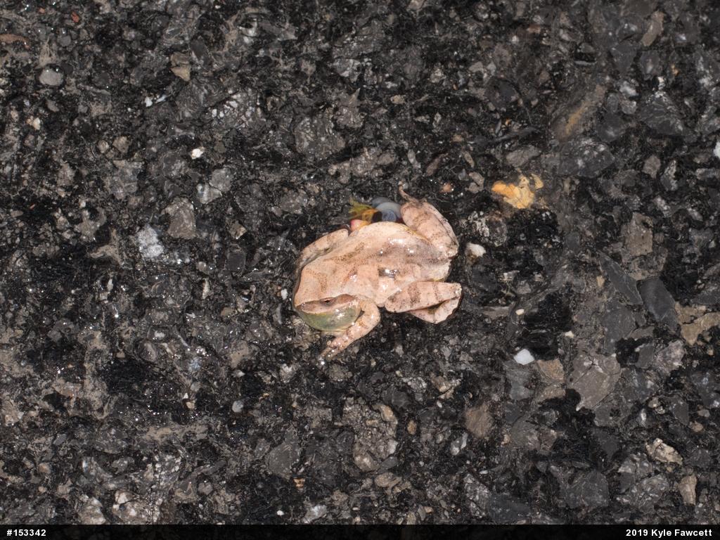 Spring Peeper