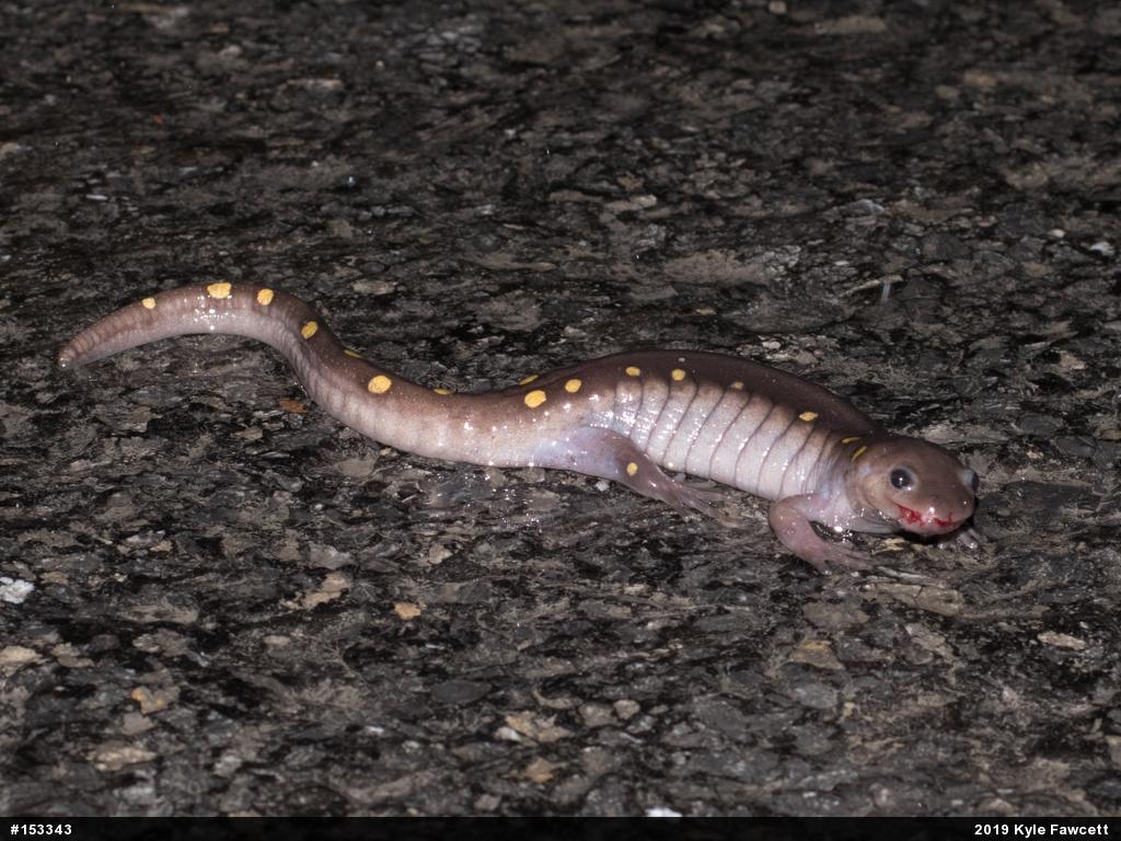 Spotted Salamander