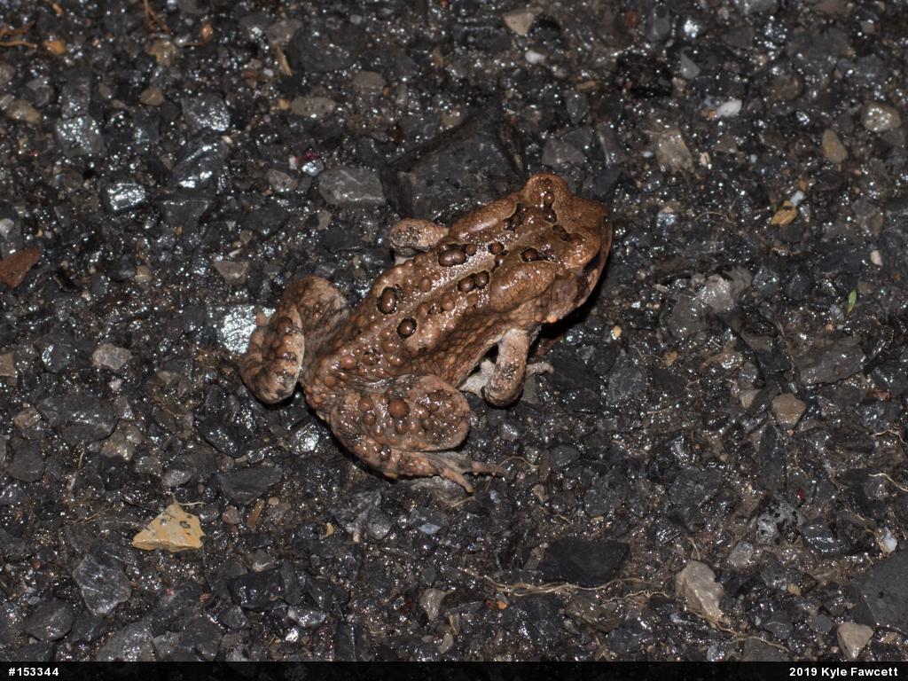 Eastern American Toad