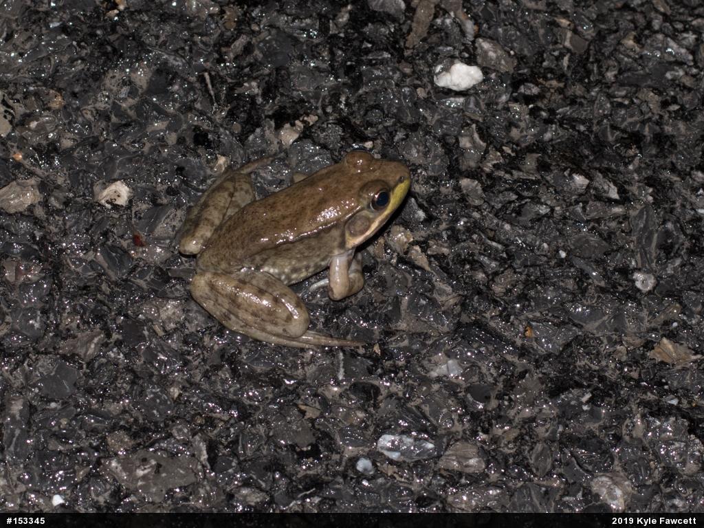 Green Frog
