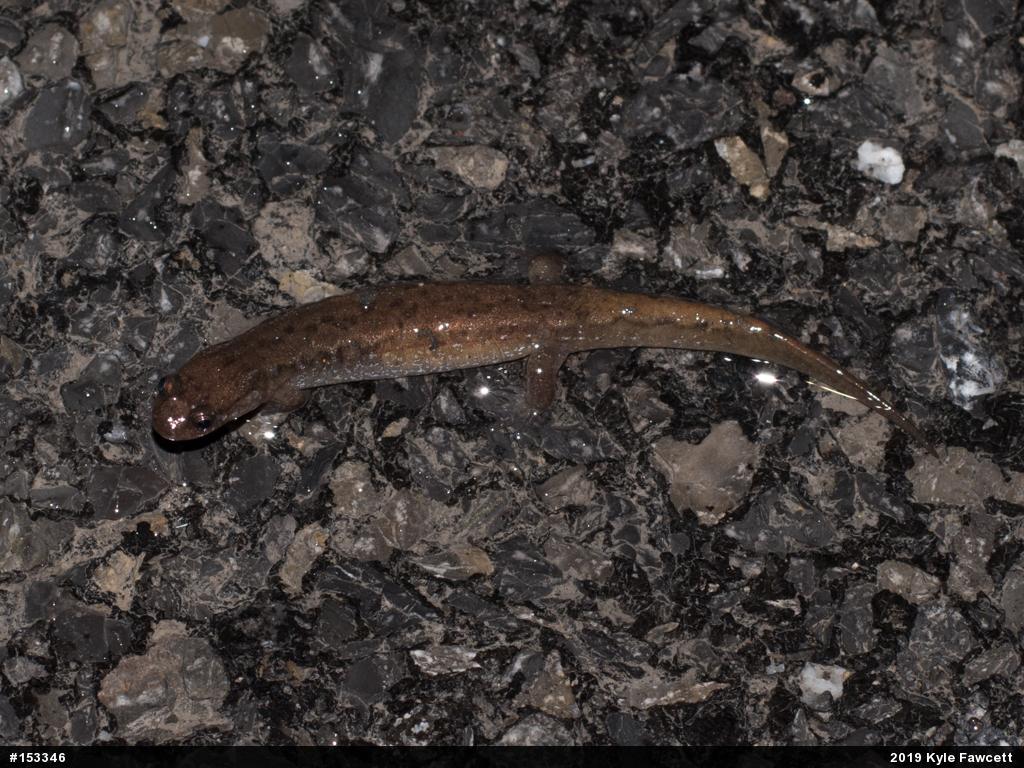 Northern Dusky Salamander