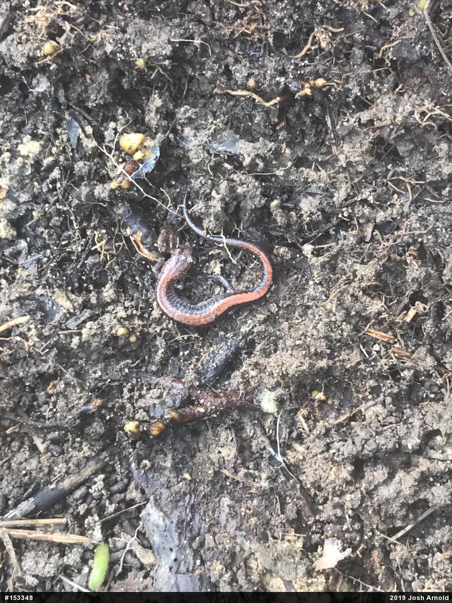 Eastern Red-backed  Salamander