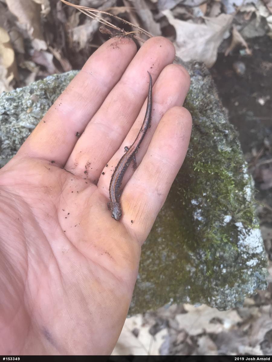 Eastern Red-backed  Salamander
