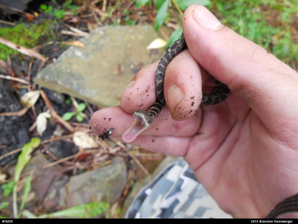 Northern Watersnake