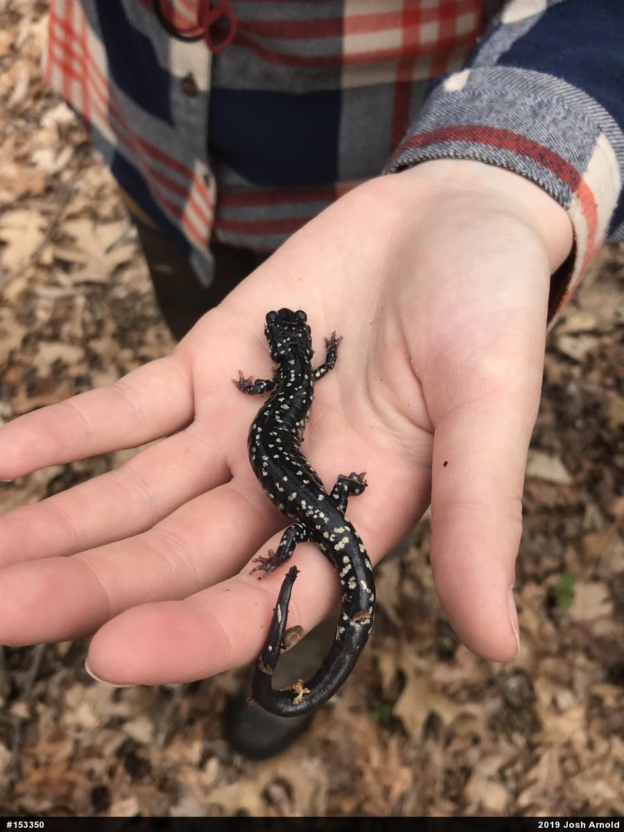 Northern Slimy Salamander
