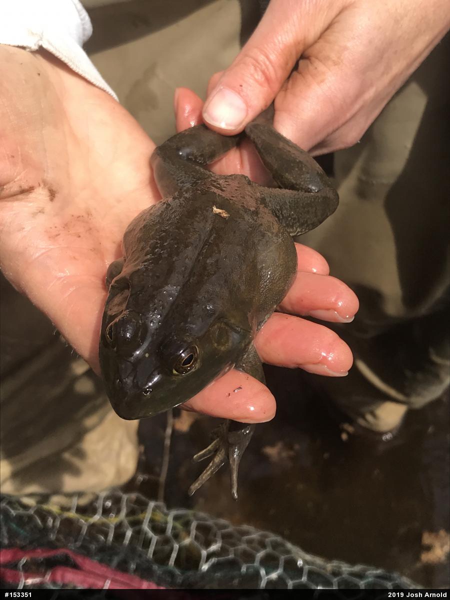 American Bullfrog