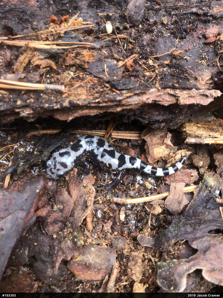 Marbled Salamander