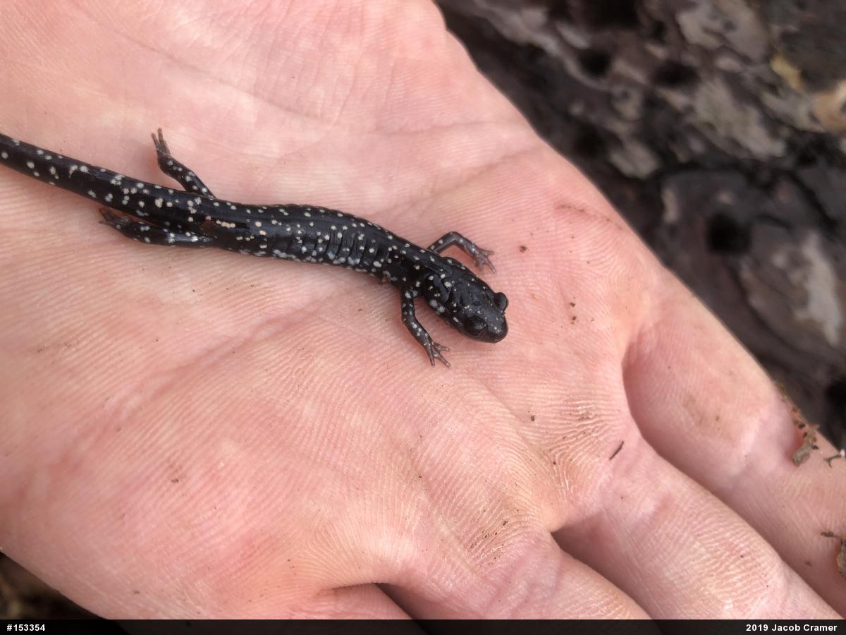 Northern Slimy Salamander
