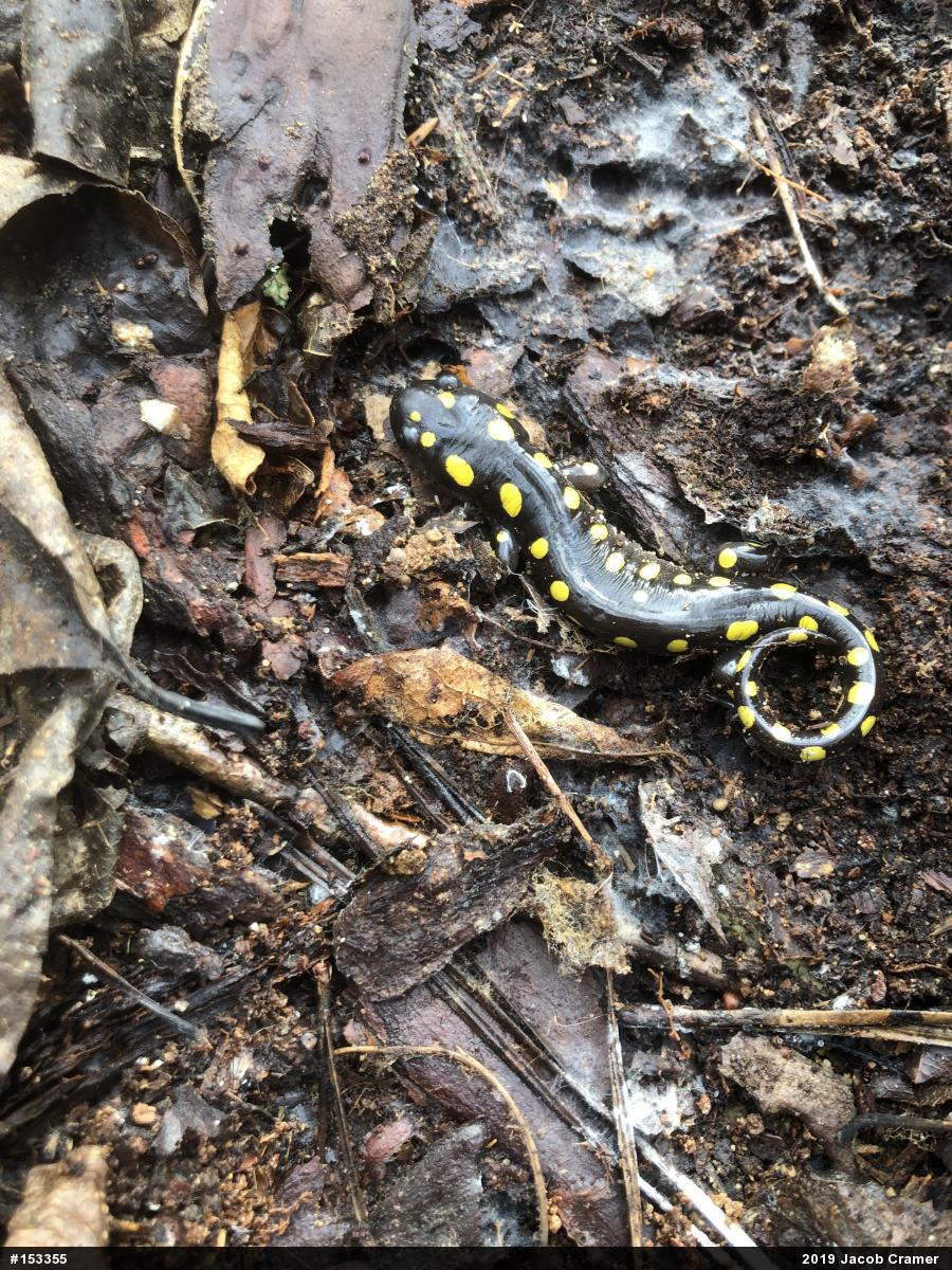 Spotted Salamander