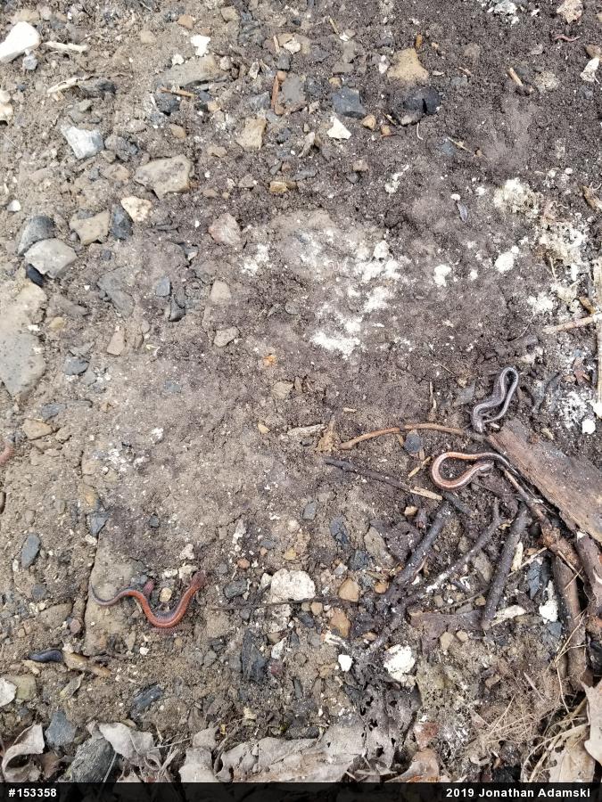 Eastern Red-backed  Salamander