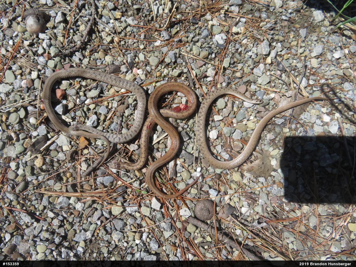 Dekay's Brownsnake