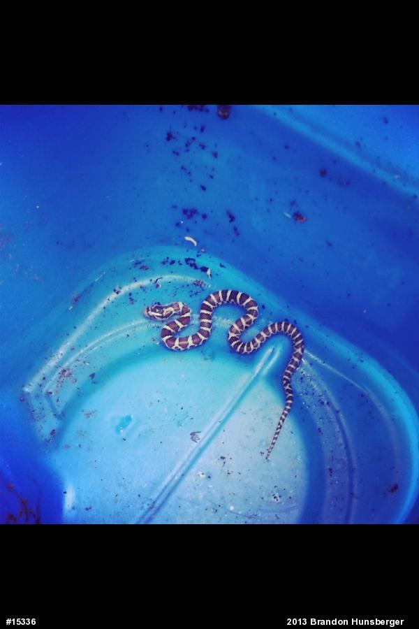 Eastern Milksnake