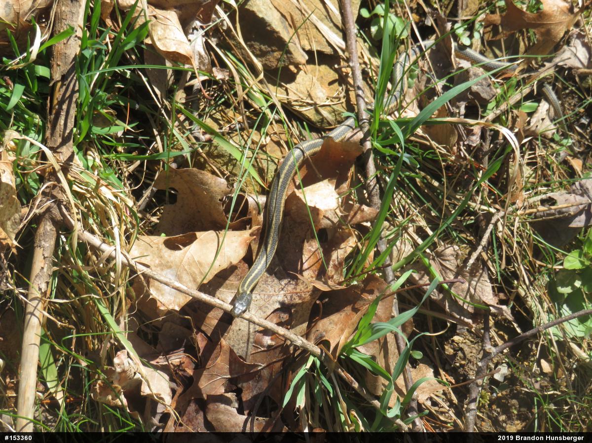 Eastern Gartersnake