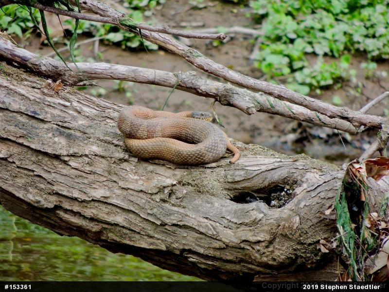 Northern Watersnake