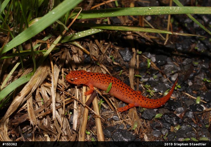 Northern Red Salamander