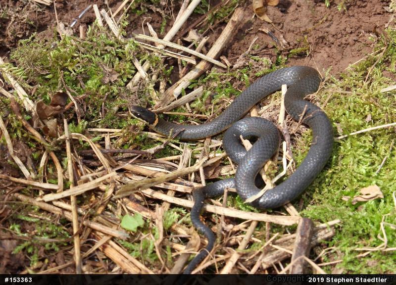 Northern Ring-necked Snake