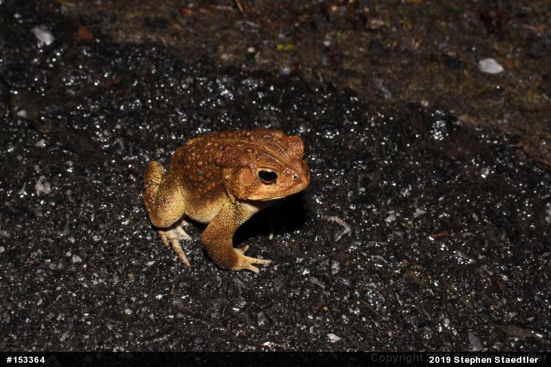 Eastern American Toad