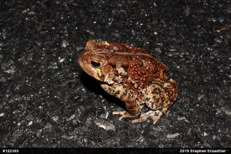Eastern American Toad
