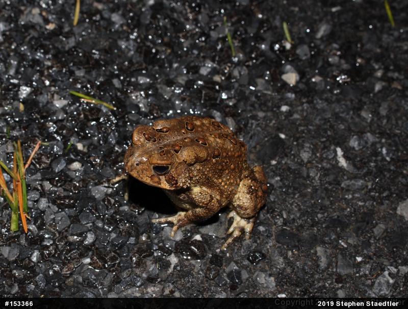 Eastern American Toad