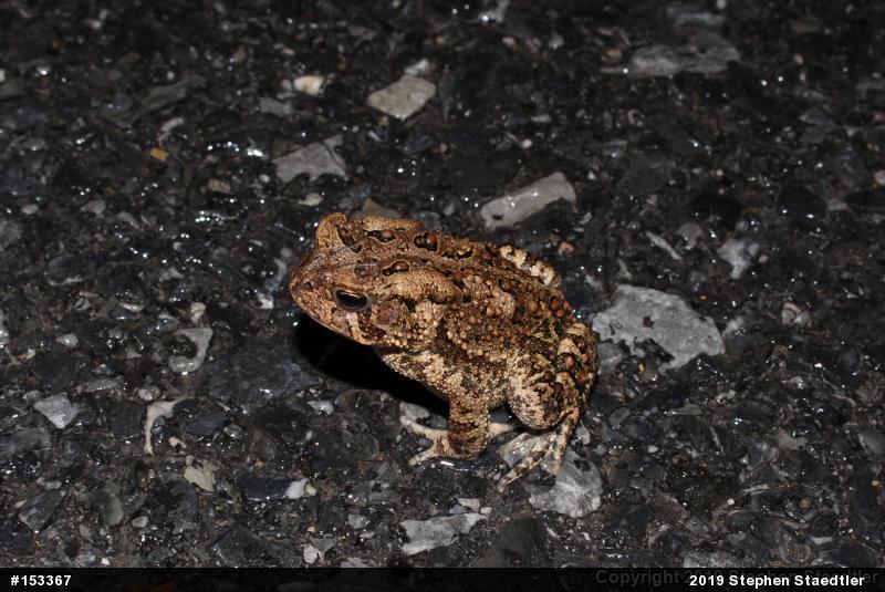 Eastern American Toad