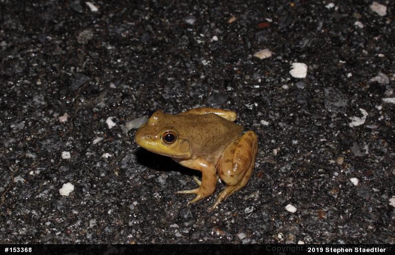 American Bullfrog