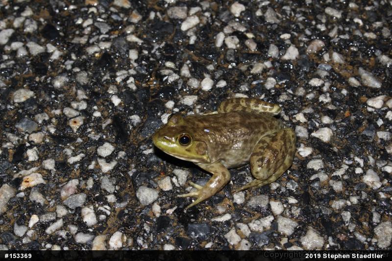 American Bullfrog