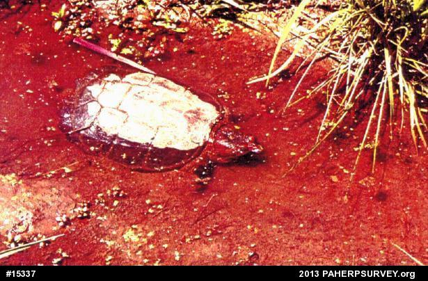 Snapping Turtle