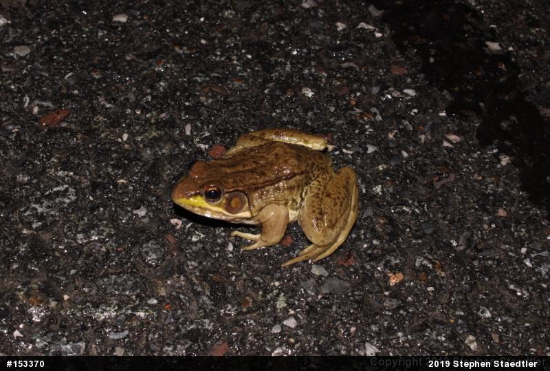 Green Frog