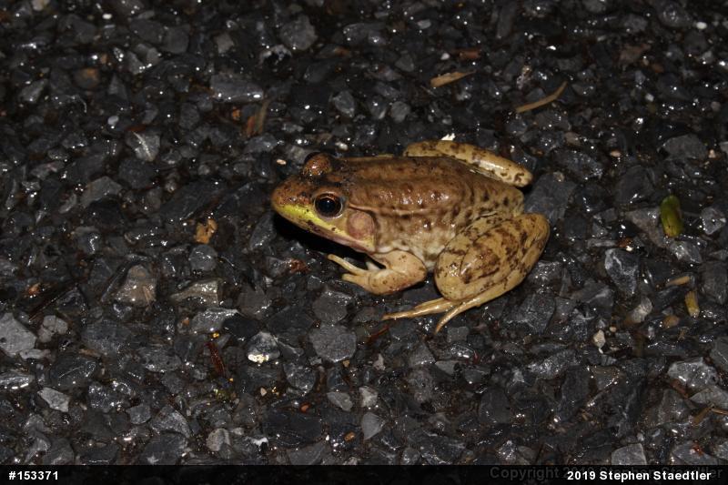 Green Frog