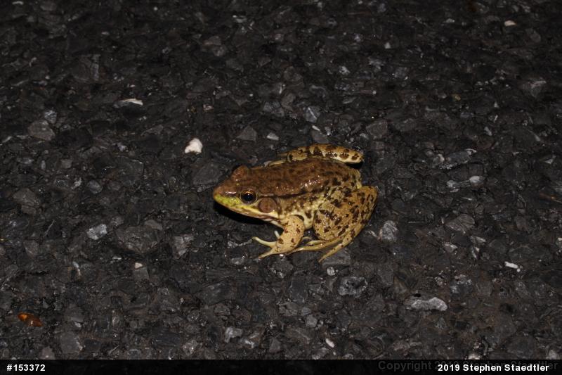 Green Frog